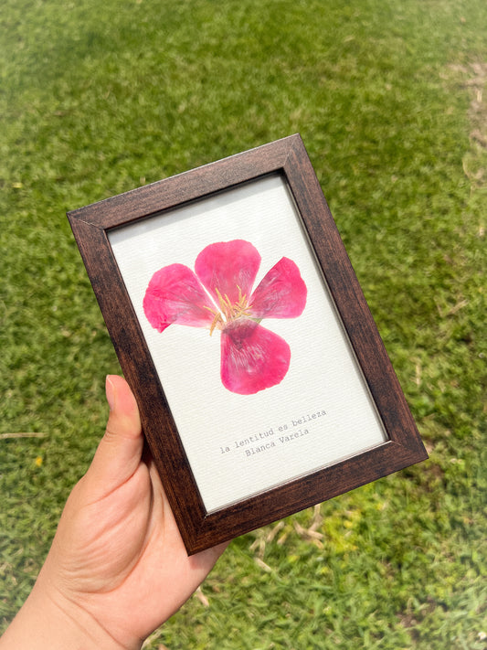Godetia Flower -Framed Pressed Flower Art