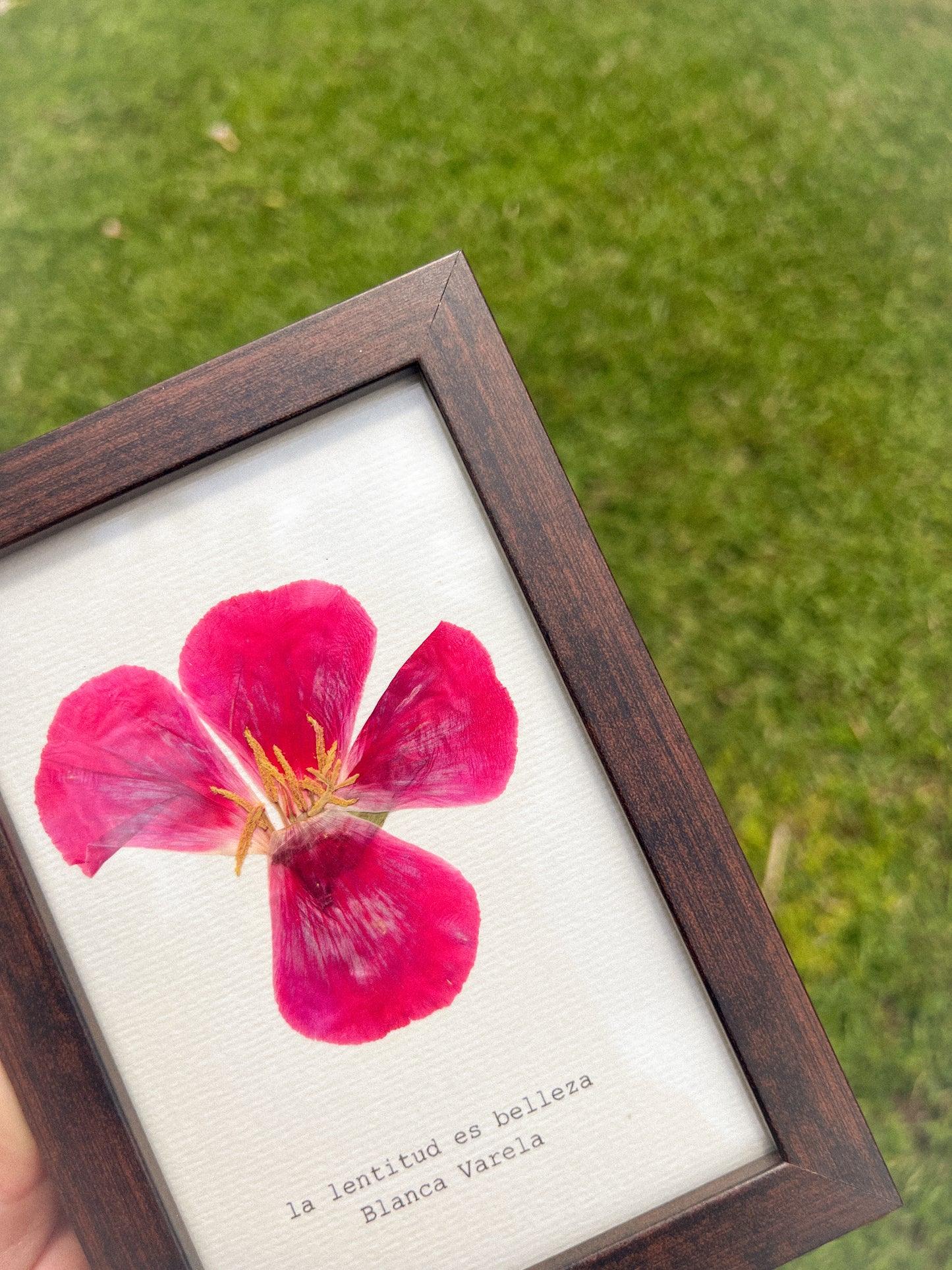 Godetia Flower -Framed Pressed Flower Art