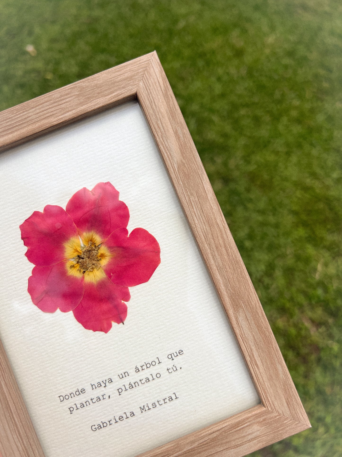Rose Flower - Framed Pressed Flower Art