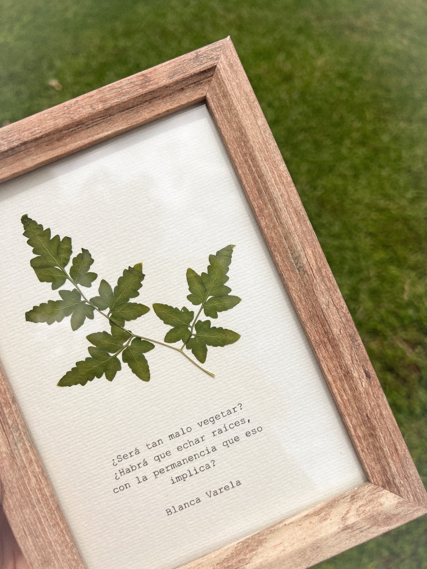 Leatherleaf - Framed Pressed Flower Art