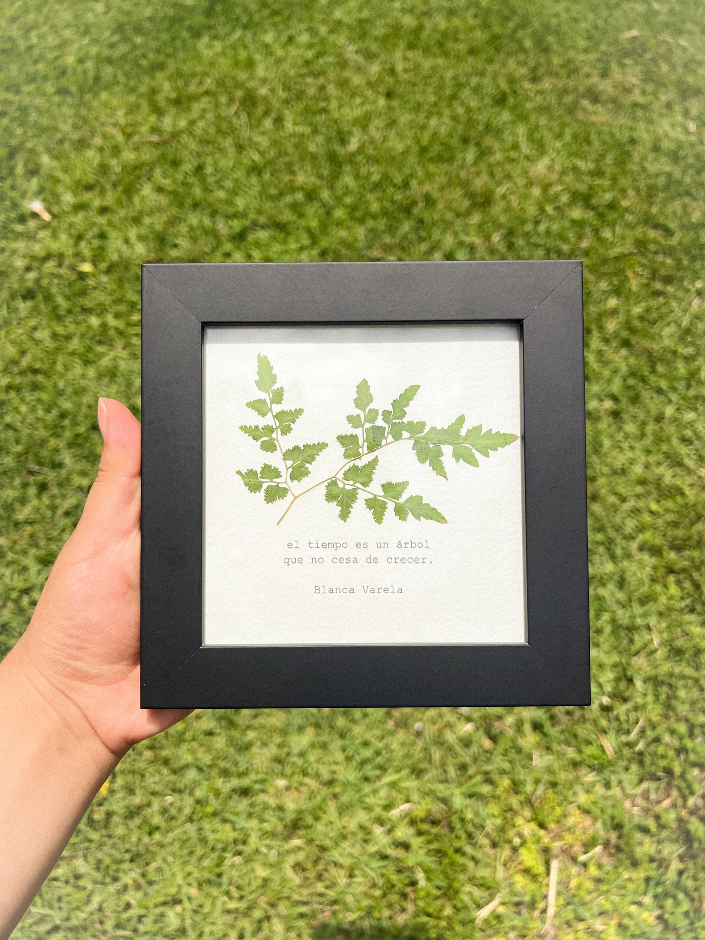 Leatherleaf Fern - Framed Pressed Flower Art
