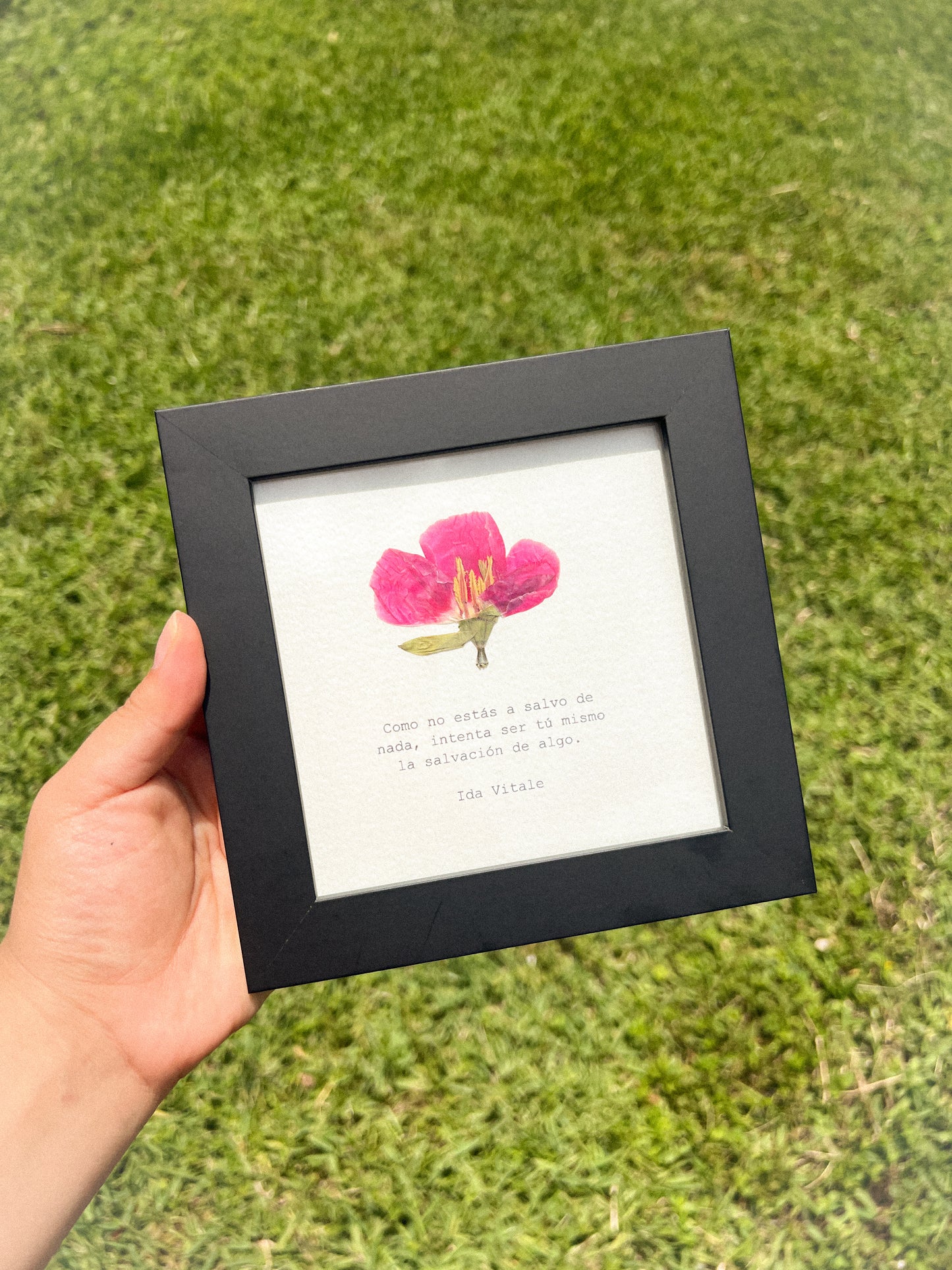 Godetia Flower - Framed Pressed Flower Art