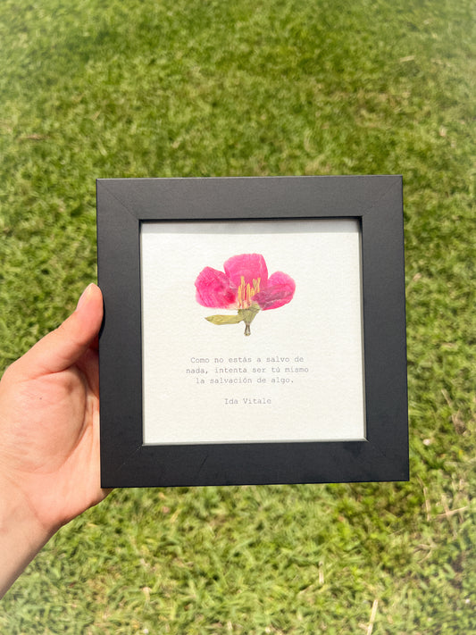 Godetia Flower - Framed Pressed Flower Art