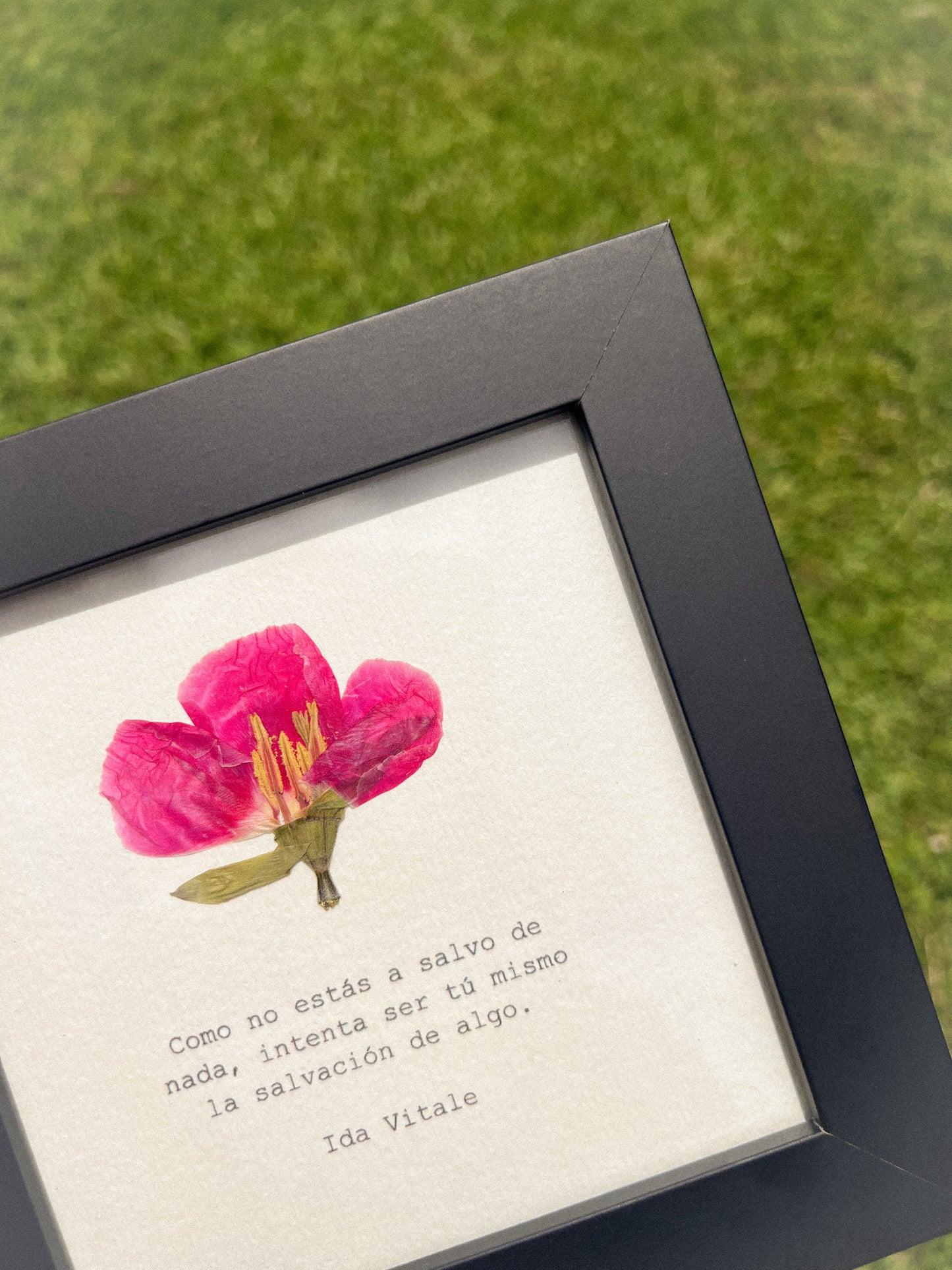 Godetia Flower - Framed Pressed Flower Art