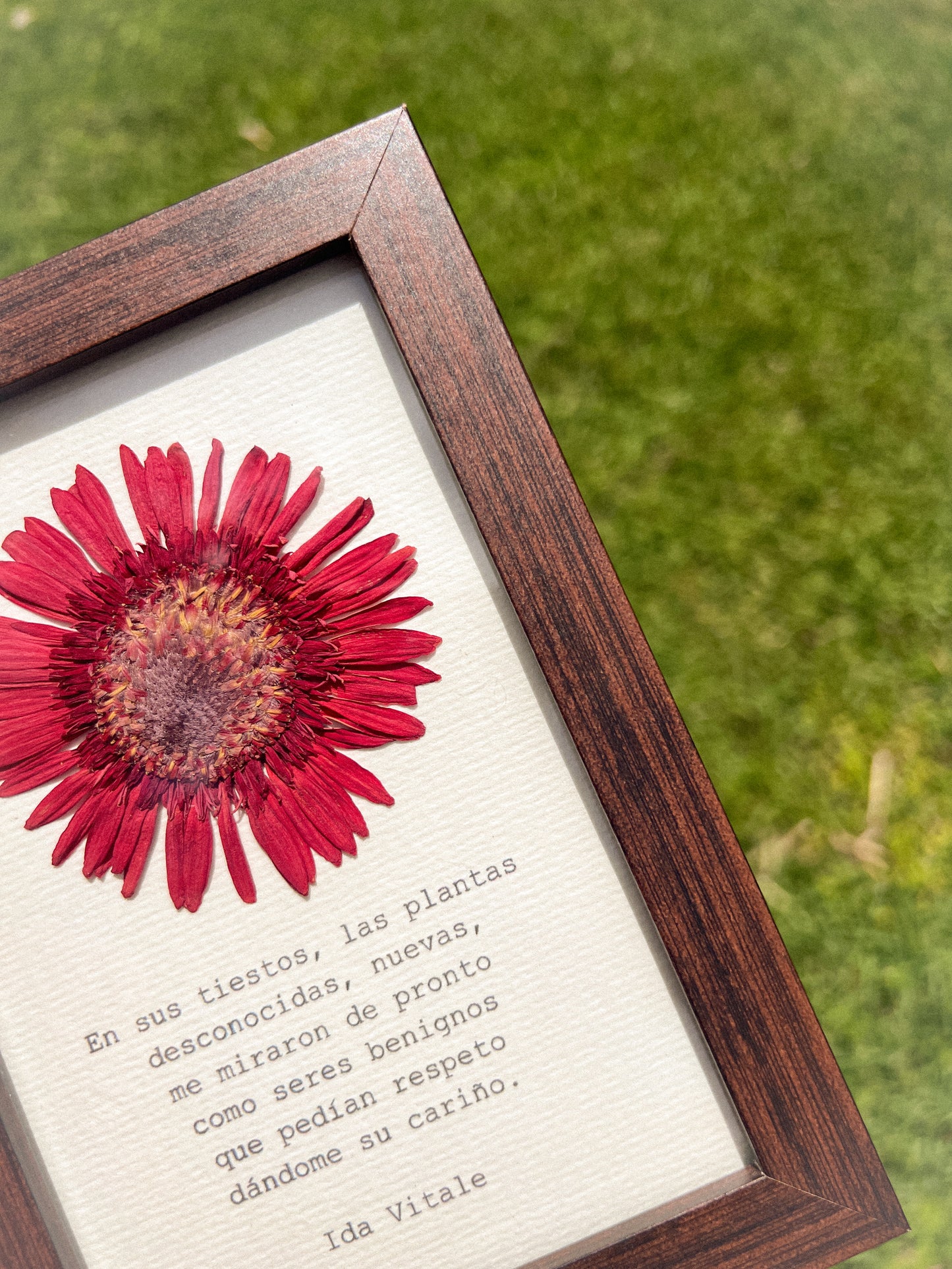 Gerbera Flower - Framed Pressed Flower Art