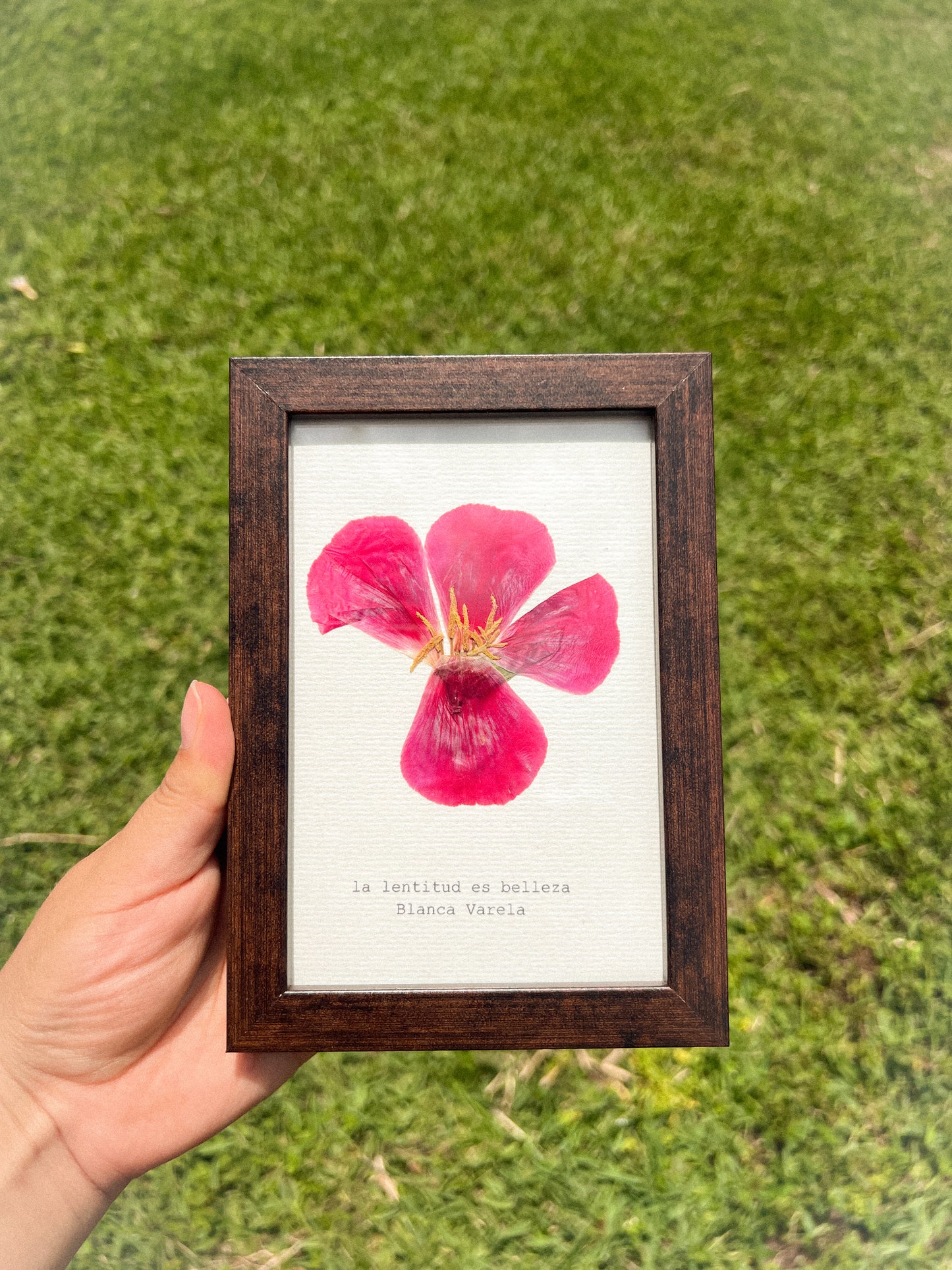 Godetia Flower -Framed Pressed Flower Art