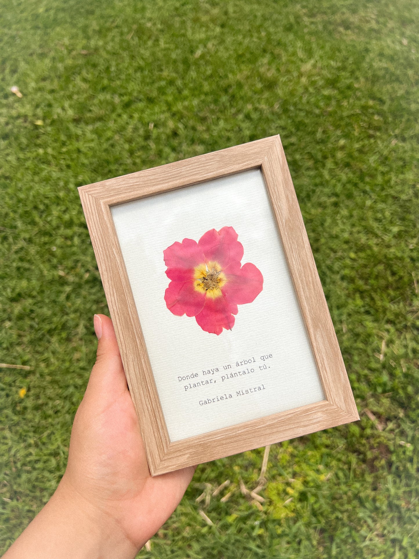 Rose Flower - Framed Pressed Flower Art