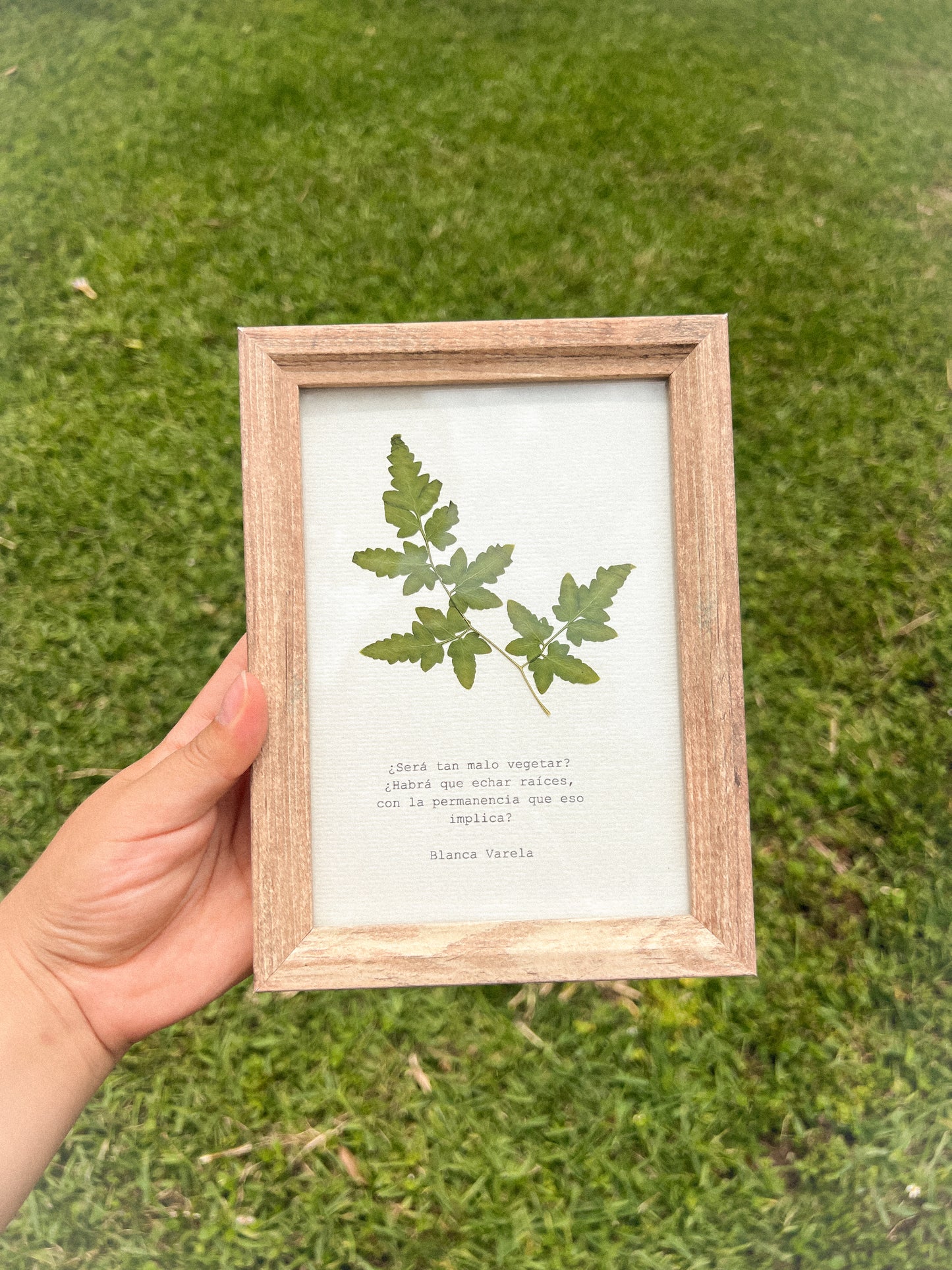 Leatherleaf - Framed Pressed Flower Art